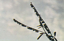 Mature sweet clover seedpods ready to collecting and planting.